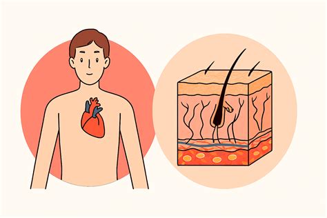 What is the Largest Organ in the Human Body? Complete Guide to Human Organs and Their Importance ...