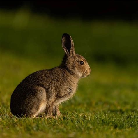 This baby animal from India is the cutest in the world | Condé Nast ...
