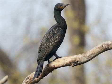 Indian Cormorant (Indian Shag) - eBird