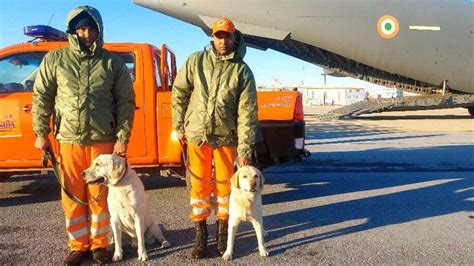 Turkey earthquake: Meet Romeo and Julie, NDRF's canine heroes who ...