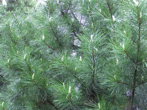 Pinus pinaster Aiton | Plants of the World Online | Kew Science