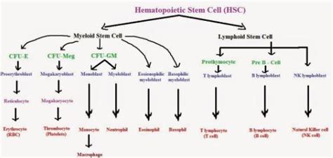 Write a flow chart on blood cells - Brainly.in