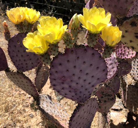 Purple Prickly Pear Opuntia chlorotica var. santarita for sale