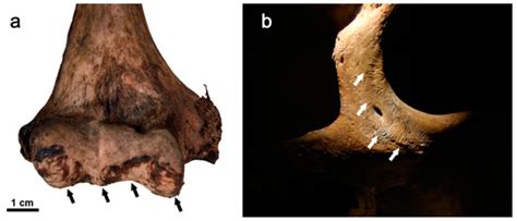 Post-Mortem Dental Profile as a Powerful Tool in Animal Forensic ...
