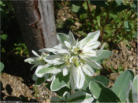 калинка, а и не само | mikiblue.com