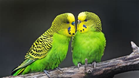 Yellow Green Black Budgies Parrots Bird Couple Tree Trunk Dark ...