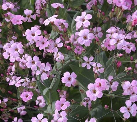 De Bolster Spanish Pink Vaccaria, 4 grams - Bloomling Switzerland