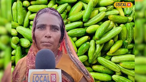 Tindora Farming: ತೊಂಡೆಕಾಯಿ ಬೆಳೆದು ಶ್ರೀಮಂತಳಾದ ಮಹಿಳೆ; ತಿಂಗಳೊಂದಕ್ಕೆ 90 ...