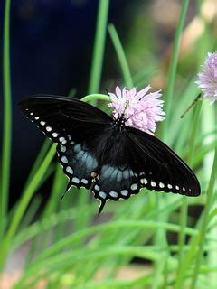 Download wallpaper 240x320 spicebush swallowtail, butterfly, flower ...