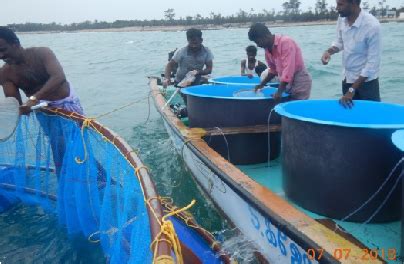 Directorate of Sustainable Aquaculture (DSA) - Activities at a Glance