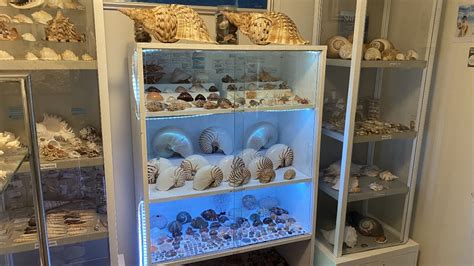 Sea Shell Collections 的图像结果