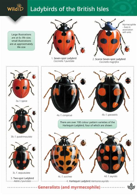 Ladybirds guide – Field Studies Council