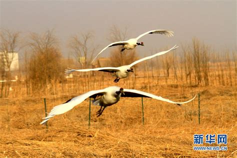 鹤之故园大山包|文章|中国国家地理网