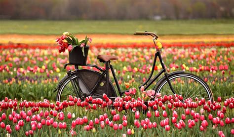 Berkelbloem Tulip Festival, 466 Windham rd 12, Simcoe, ON, Canada ...