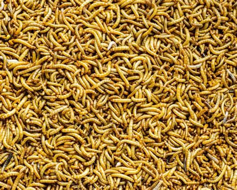 How to Feed Tiny Mealworms to Small Birds?