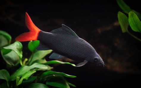 Red Tail Shark: The Complete Care And Breeding Guide - Fishkeepingfans.com
