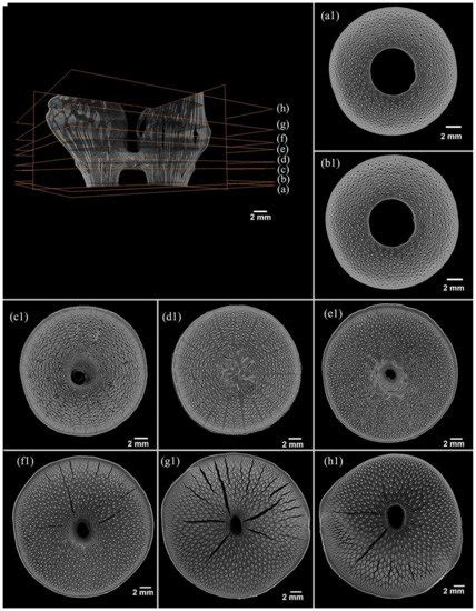 Bamboo Node’s Vascular Bundle | Encyclopedia MDPI