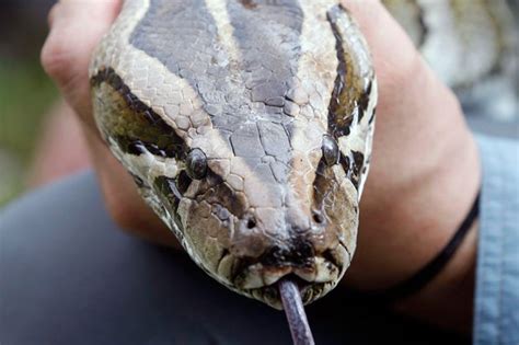 Image result for Great Python Aligator