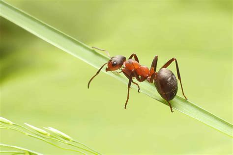 The Different Types of Ants – Aptive Pest Control