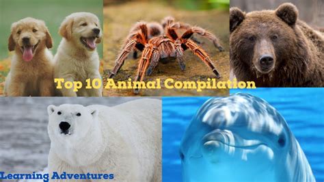 Image result for Watchmojo.com Top 10 Animals