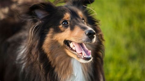 Image result for Dogs Insects