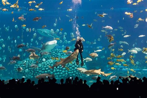 Aquarium DIY Tree Stump 的图像结果