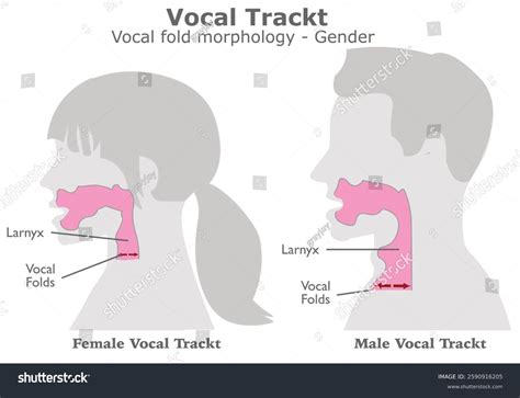 Vocal Tract Anatomy Vocal Folds Female Stock Vector (Royalty Free) 2590916205 | Shutterstock