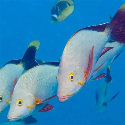 Image result for Snapper Animal