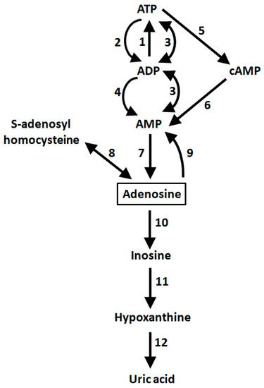 Allosteric Interactions between Adenosine A2A and Dopamine D2 Receptors ...