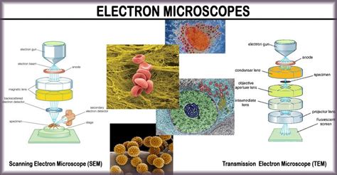 Image result for Electron Microscope Types