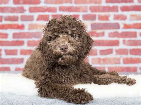 Life Expectancy Australian Labradoodle at William Jennings blog
