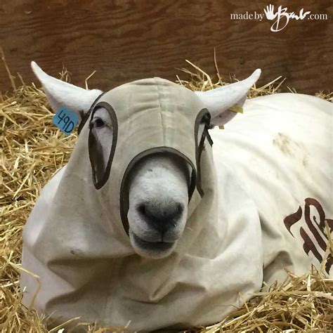 Felting Wool Tutorial 的图像结果