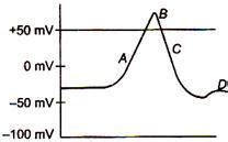 Which event of the action potential is indicated by the letter in the ...