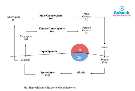 Image result for Pteridophytes Reproduction