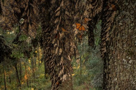 Monarch Butterfly Migration Tree