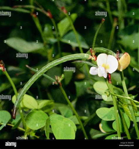 Growing purple hull peas hi-res stock photography and images - Alamy