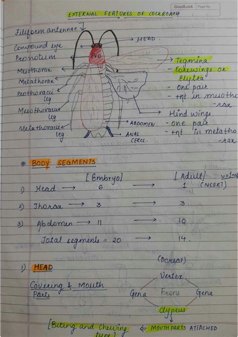 Image result for Cockroach Class 12