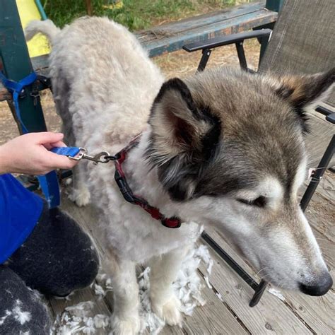 Grooming Kit For Husky at Eddie Avila blog