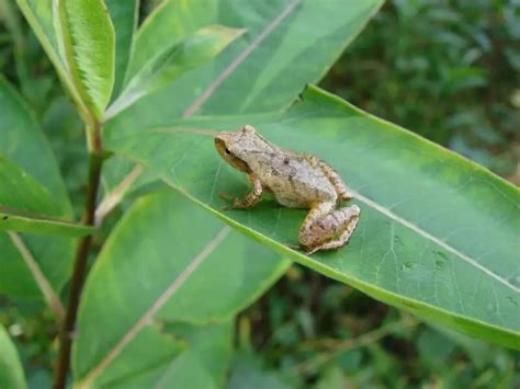 Image result for Animal Spring Peeper