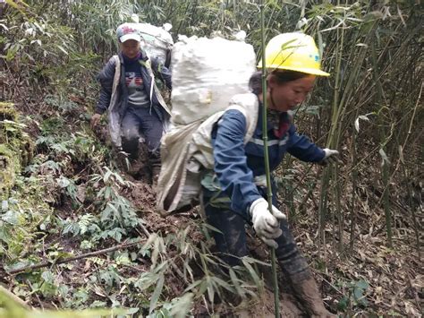 村民上山挖笋失踪多日，救援人员：挖的笋都找到了，人没找到-大象网