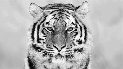Tiger Black And White Wallpapers - Top Free Tiger Black And White ...