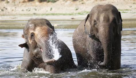 Water Pools And Ice Popsicles Are Keeping These Rescued Animals Cool In ...