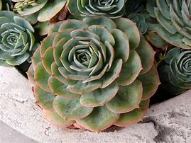 Image result for Succulent Plant Pots