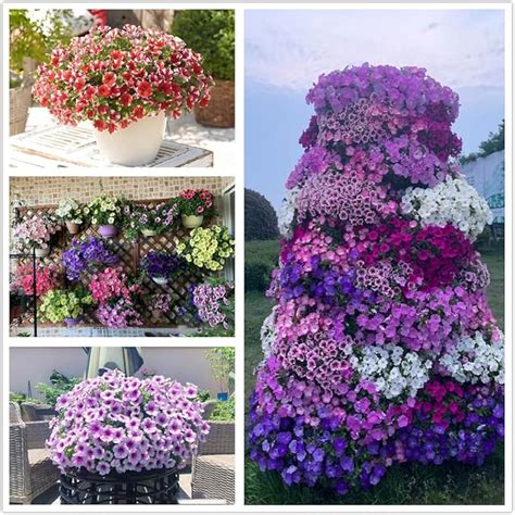 Petunia Seeds – Rare Unique Shades for Container and Bedding Displays ...