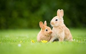 Image result for Bunnies and Spring Flowers Clip Art