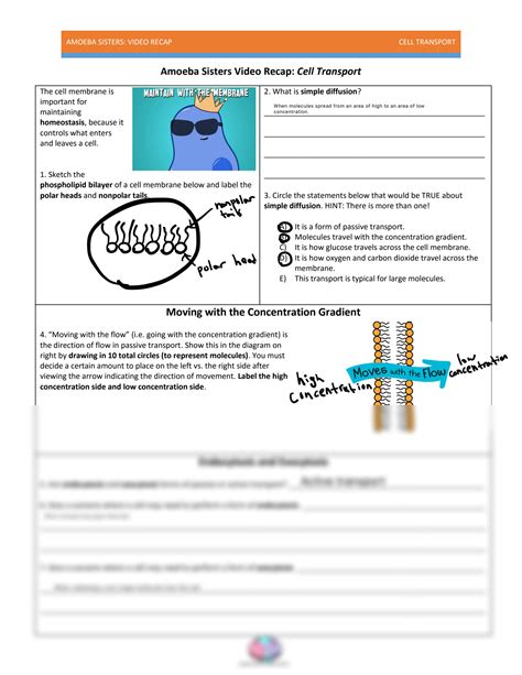 SOLUTION: Scribd vdownloaders com edited amoeba sisters cell transport ...