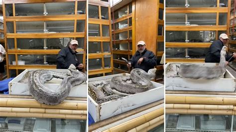 Image result for Newest Python Attack Lion Clips