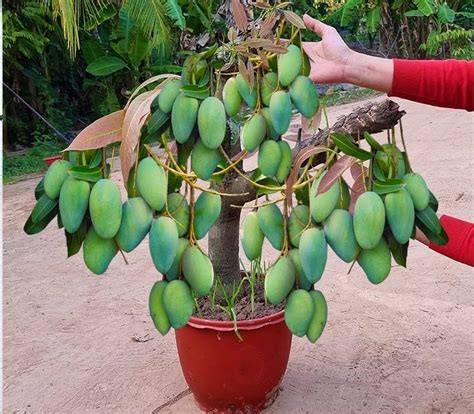 Dwarf Alphonso Mango Plant Hapus Ratnagiri Hybrid Variety Grafted Plant ...