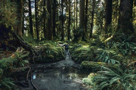 Discover the Intriguing Hoh Tribe: Guardians of the Olympic Rainforest