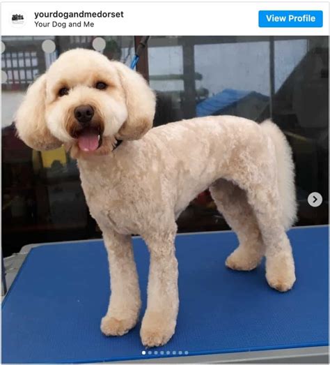 Image result for Haircuts for Cockapoo Dogs